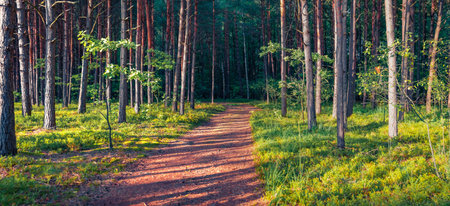 Panoramic summer view of spruce tree forest. Soft sunlight gloving trees and grass in Shatsky National Park, Svityaz lake location, Volyn region, Ukraine. beauty of nature concept background.の写真素材