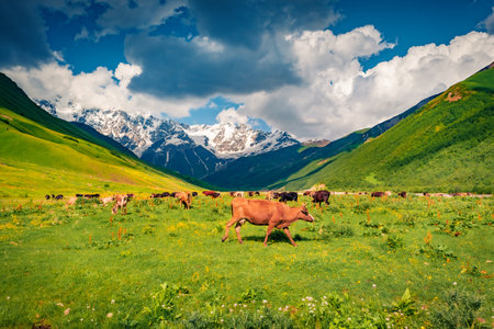 Cattle at a mountain pasture. Summer sunny day in Caucasun mountain. Stunning morning scene of Upper Savneti, Georgia, Europe. Greenery concept background.の写真素材