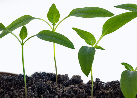 Three weeks seedling of bell pepper isolated on white background. Extreme macro view of bell pepper plant.の写真素材