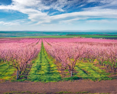 Marvelous spring view of peach gasrden in outskirts of Istanbul. Spectacular landscape of Turkey countryside. Picturesque outdoor spring garden. beauty of nature concept background.の写真素材