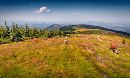 Cattle on pastur in Vladeasa mountain range, Cluj County, Romania. Bright morning scene of Apuseni Mountains at August. Beauty of countryside concept background.の写真素材