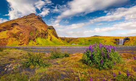 Attractive summer view of blooming lupine flowers with Skogafoss waterfall on background. Majestic morning view of south Iceland, Europe. Beauty of nature concept background.の写真素材