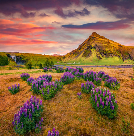 Spectacular sunrise in south Iceland, Europe. Pink lupine flowers on the shore of Skogafoss waterfal. beauty of nature concept background.の写真素材