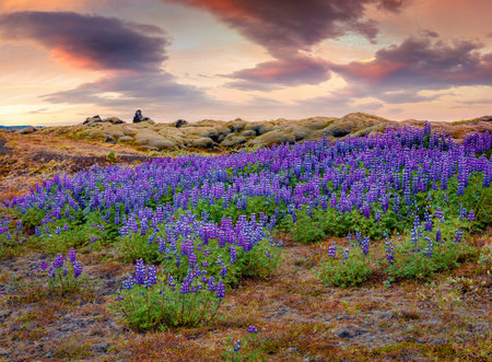 Blooming lupine flowers on the volcanic hills. Exotic summer sunrise in the east coast of Iceland, Europe. Beauty of nature concept background.の写真素材