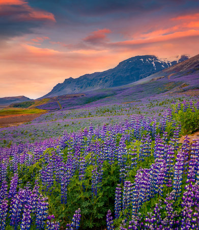 Typical Icelandic landscape with field of blooming lupine flowers in June. Astonishing summer sunrise in southern coast of Iceland, Vik village location, Europe. Beauty of nature concept background.の写真素材