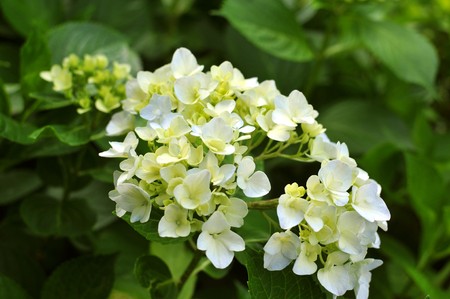 A bunch of small white flowers close up viewの写真素材