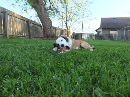 Chew Bone Puppyの写真素材