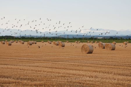 A flock of birds takes off in a field of round hay bales drying in a northern Italian field. の写真素材