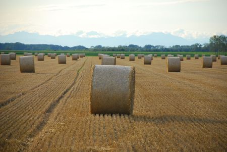 Round hay bales drying in a northern Italian field. The focus is on the foreground bale の写真素材