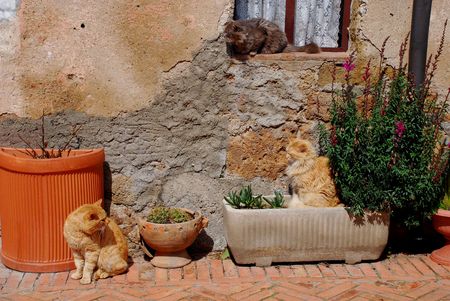 Three cats sit outside their house enjoying the spring sunshine, Tuscany, Italy の写真素材