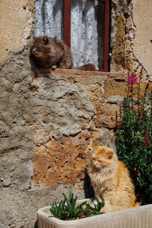 Two cats sit outside their house enjoying the spring sunshine, Tuscany, Italy の写真素材