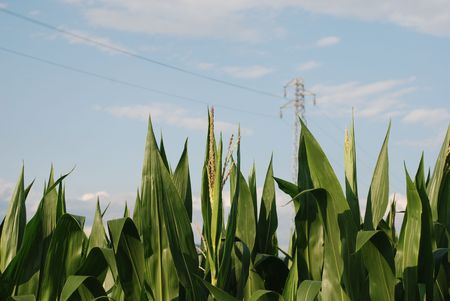 The top part of corn plants growing in the Italian region of Friuli  a big producer of corn, but mainly for polenta rather than sweetcorn の写真素材