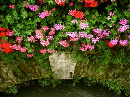 Beautiful delicate red and pink flowers cascade over the side of an 1901 bridge, Dolo, Italy. の写真素材