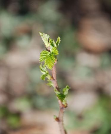 A fresh new shoot from a raspberry bush in early spring の写真素材