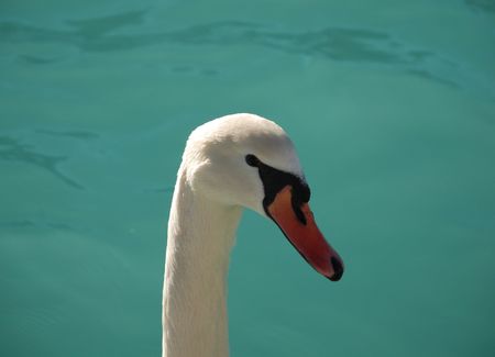 The head of a beautiful white swan on a green alpine lake の写真素材