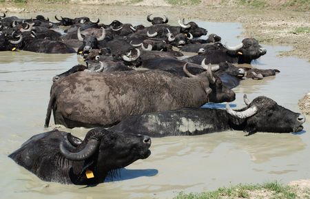 Water buffalo wallow in a pool of mud at a buffalo reserve in Hungary の写真素材