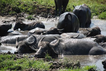 Water buffalo graze on grass at a buffalo reserve in Hungary の写真素材
