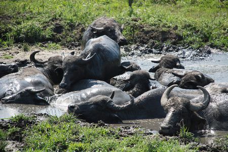 Water buffalo graze on grass at a buffalo reserve in Hungary の写真素材