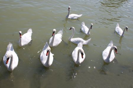 A flock of swans on Lake Balaton in Hungary の写真素材