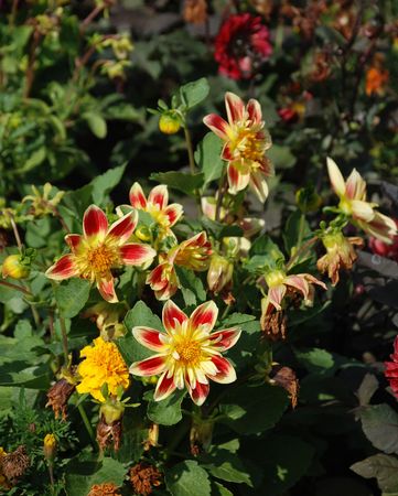 A display of flowers in a public park in Keszthely, Hungary の写真素材