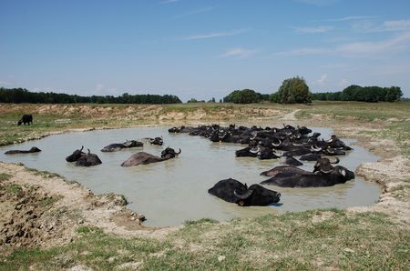 Water buffalo at a buffalo reserve in Hungary の写真素材