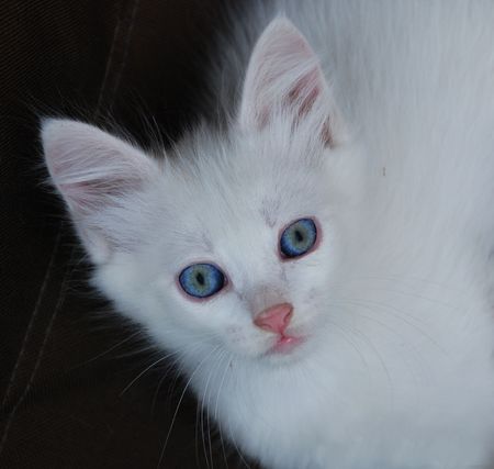 A seven week old white kitten whose eyes are starting to change colour from blue to brown. This normally happens between six and eight week of age. の写真素材