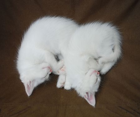 Two seven week old white kittens sleep peacefully on a brown chair の写真素材