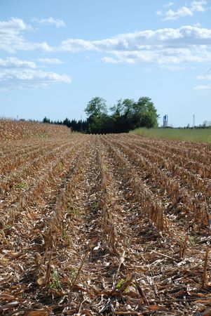 A field of corn growing in the Italian region of Friuli. It is September and the corn has just been harvested after being left to go dry の写真素材