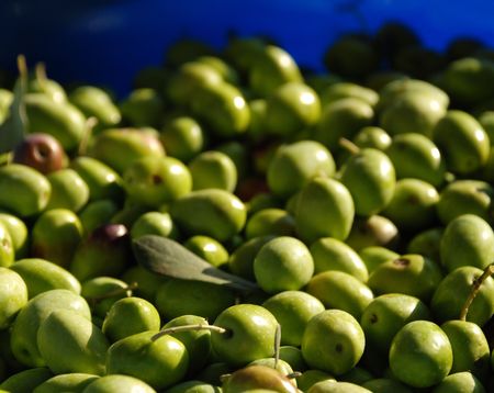 A bowl of green olives, freshly harvested from a tree in natural sunlight. The focus is on the...
