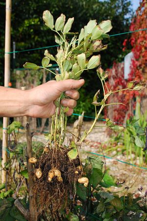 A farmer holds a peanut plant which he he just dug out of the ground. Peanut husks can be seen amongst the roots of the plant. の写真素材