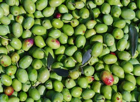 A bowl of green olives, freshly harvested from a tree in natural sunlight の写真素材