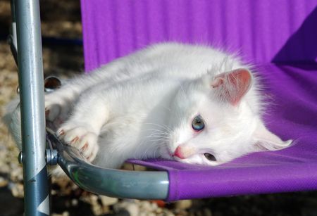 An 11 week old male white kitten on a purple garden chair enjoying some warm autumn sunshine. の写真素材