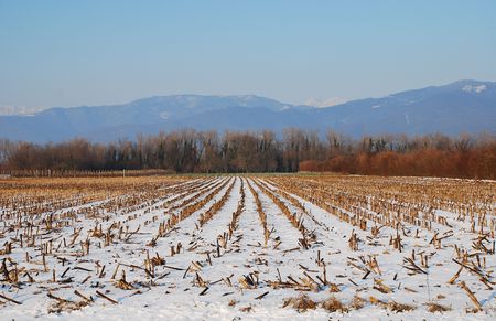 A snow covered field in Friuli, north east Italy. The summer corn has been harvested leaving only the stubs of the plants. The photograph was taken during the low winter afternoon sunの写真素材
