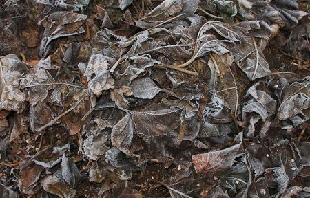 Mulberry leaves under a tree in a field are frosted after heavy overnight frostsの写真素材