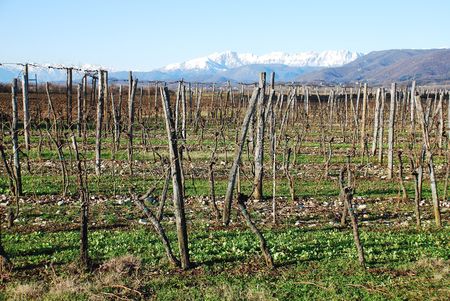 A field of bare grape vines in mid winter in Friuli, north east Italyの写真素材