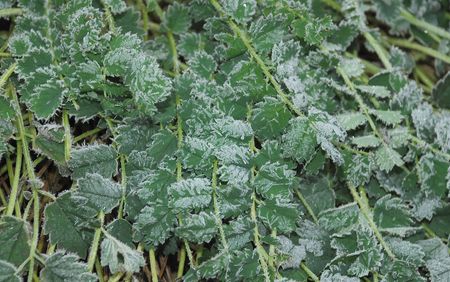 Rue leaves growing in a field are frosted after heavy overnight frostsの写真素材