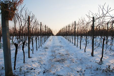 Empty grape vines in Friuli, north east Italy, at dusk during the winter snow の写真素材