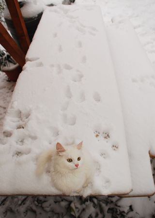 A five month old kitten on a snow covered garden table. The kitten's paw prints can be seen on the table behind in the snow の写真素材