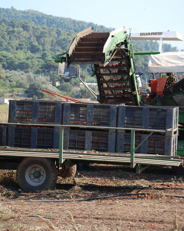 Puglia, Italy, 08.29.08: The tomato harvest season underway. Many farms now use machines which can do it in a fraction of the time of workers, although there is more wastage as a resultのeditorial素材