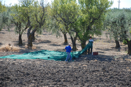 Puglia, Italy, 09.09.08: Harvesting olives during the harvesting seasonのeditorial素材