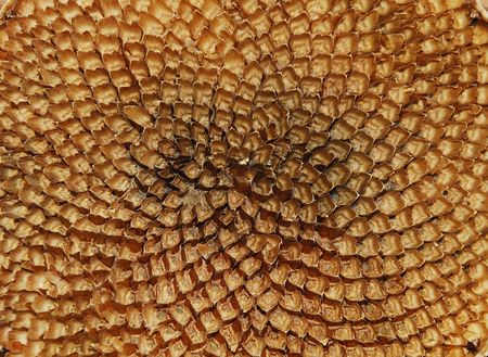The deseeded head of a large dried sunflowerの写真素材