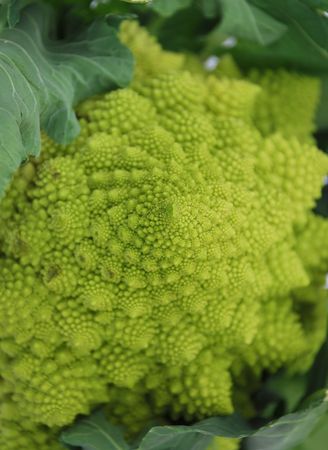 A green organic Brassica Oleracea, a variant form of cauliflower commonly called Romaneco Cauliflower which is also known as Romanesco Broccoli. の写真素材