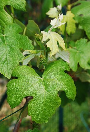 Grape vines in a small fruit and vegetable garden. It is spring and the small grape bud are starting to formの写真素材