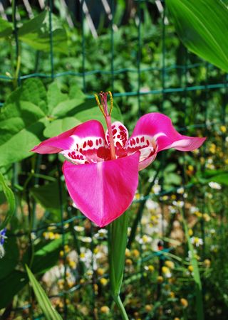 A beautiful pink Tigridia Pavonia flower growing in an Italian garden. Its common name is tiger flower and it is from the Iridaceae familyの写真素材
