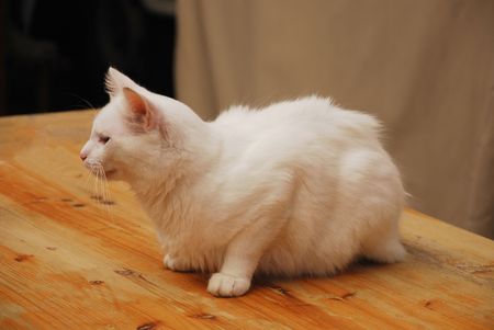 A young male white cat, one year old, sitting on a wooden outside tableの写真素材