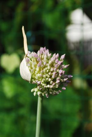 An allium flower blossoms from out of its bud. This one is from a garlic plantの写真素材