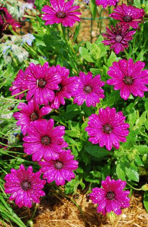 Beautiful purple daisies in a flower garden after a rain stormの写真素材