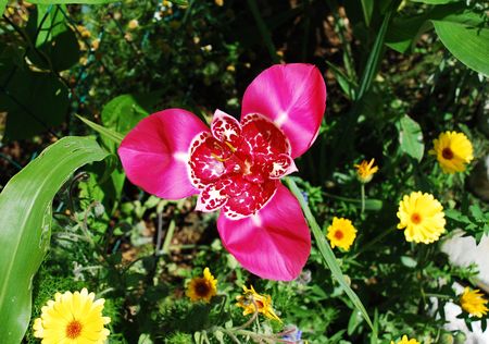 A beautiful pink Tigridia Pavonia flower growing in an Italian garden. Its common name is tiger flower and it is from the Iridaceae familyの写真素材