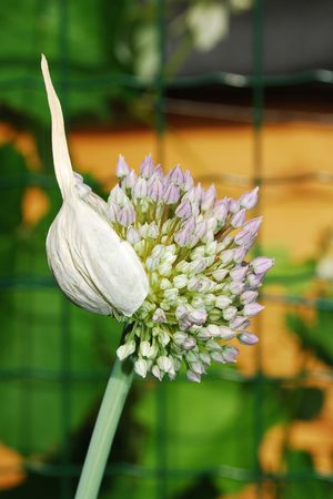An allium flower blossoms from out of its bud. This one is from a garlic plant の写真素材