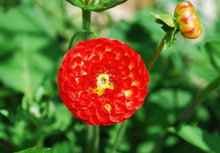 'New Baby', a variety of Pompom Dahliaの写真素材
